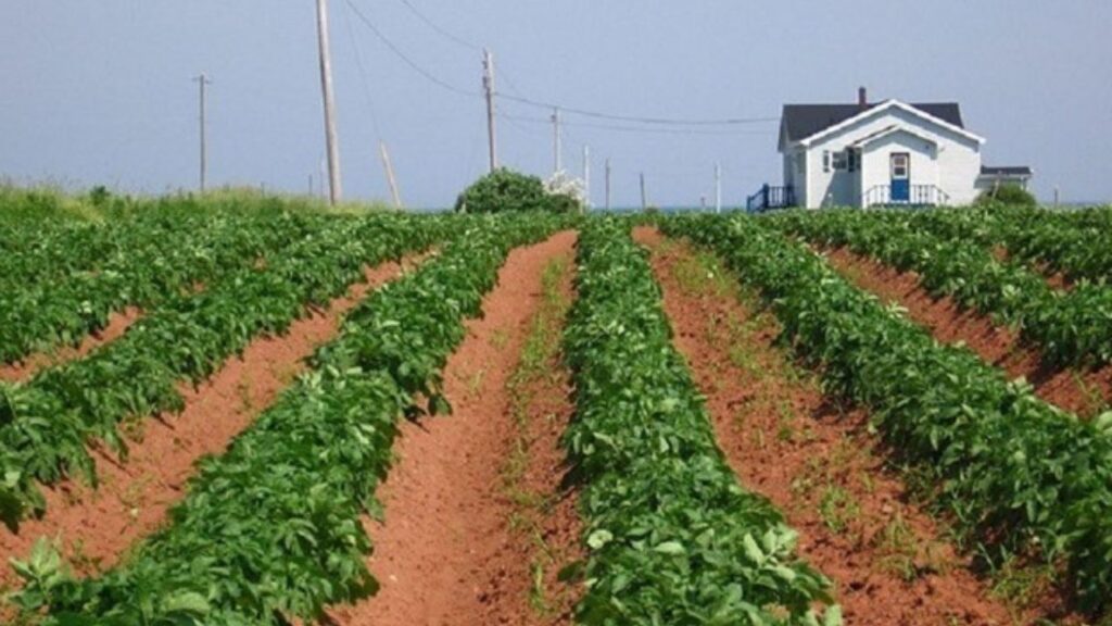 Discover Local Product at Potato Farms